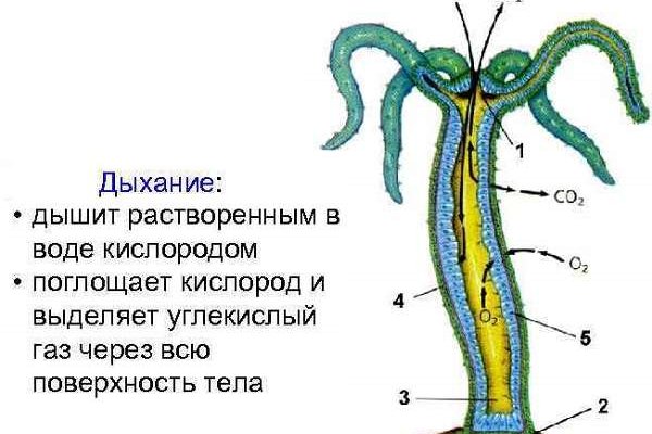 Как найти кракен в торе